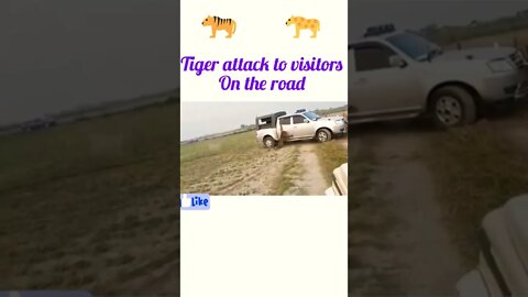 Tiger attack to car on the road