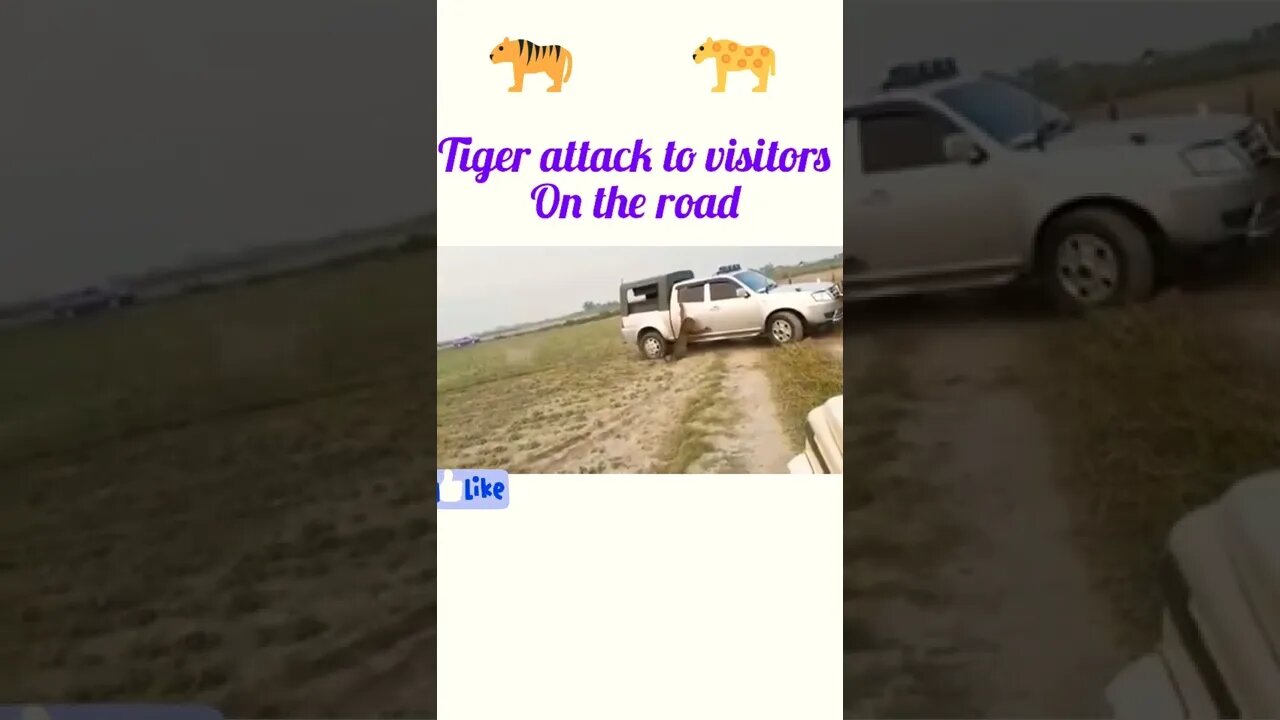 Tiger attack to car on the road