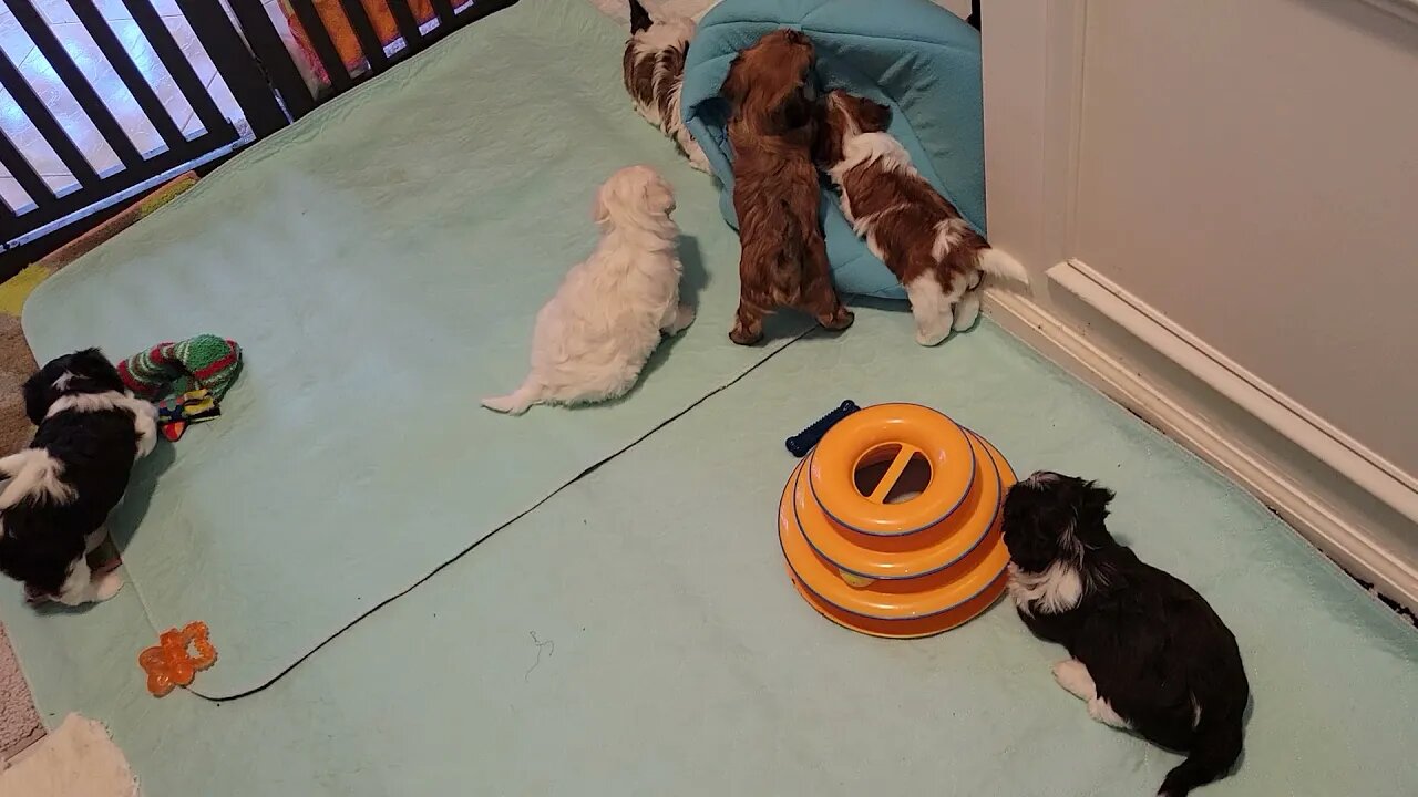 Back In The Puppy Pen