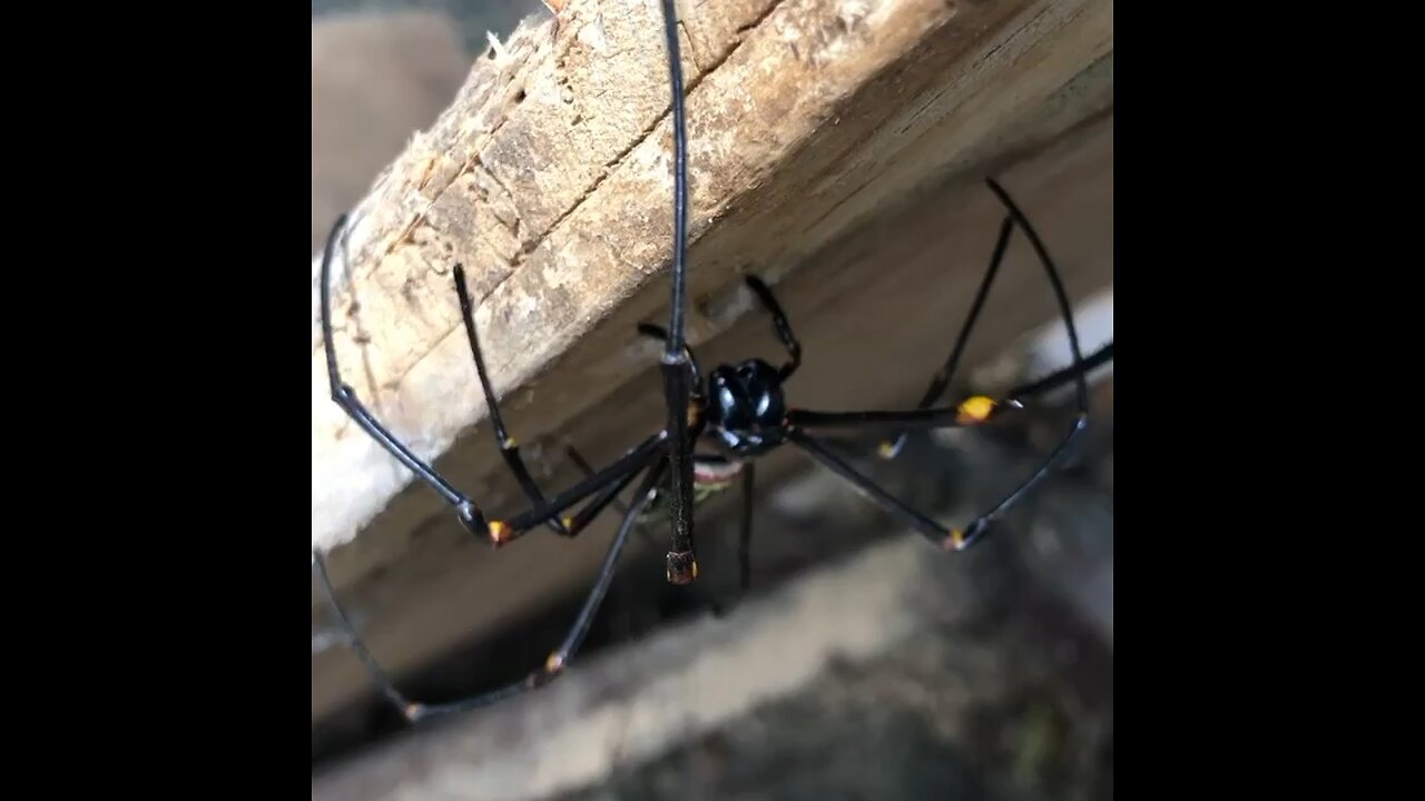 Ugly Spider