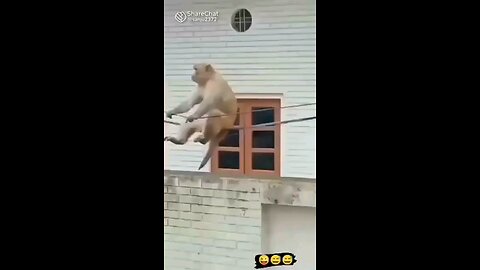 funny Animal videos. swing with me