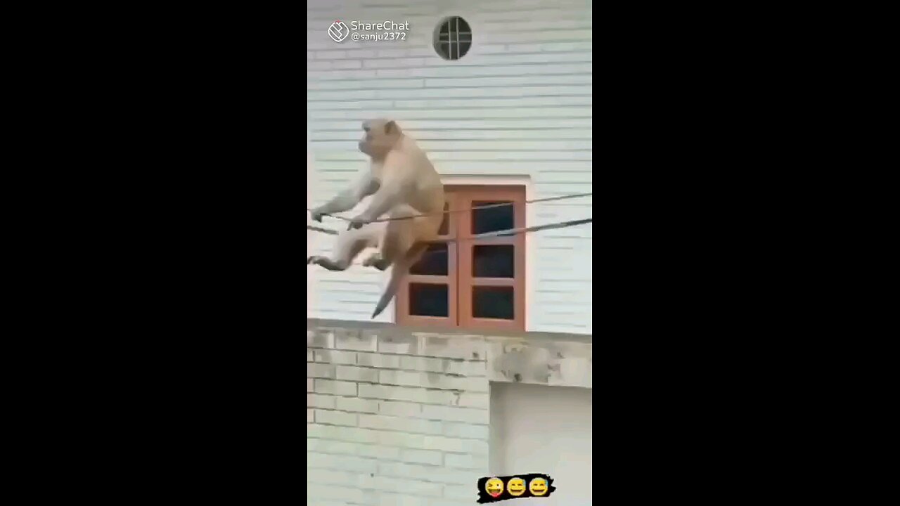 funny Animal videos. swing with me