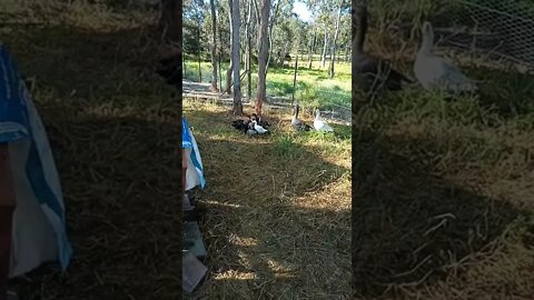 Ducklings drinking some water, and of course the geese are watching over them