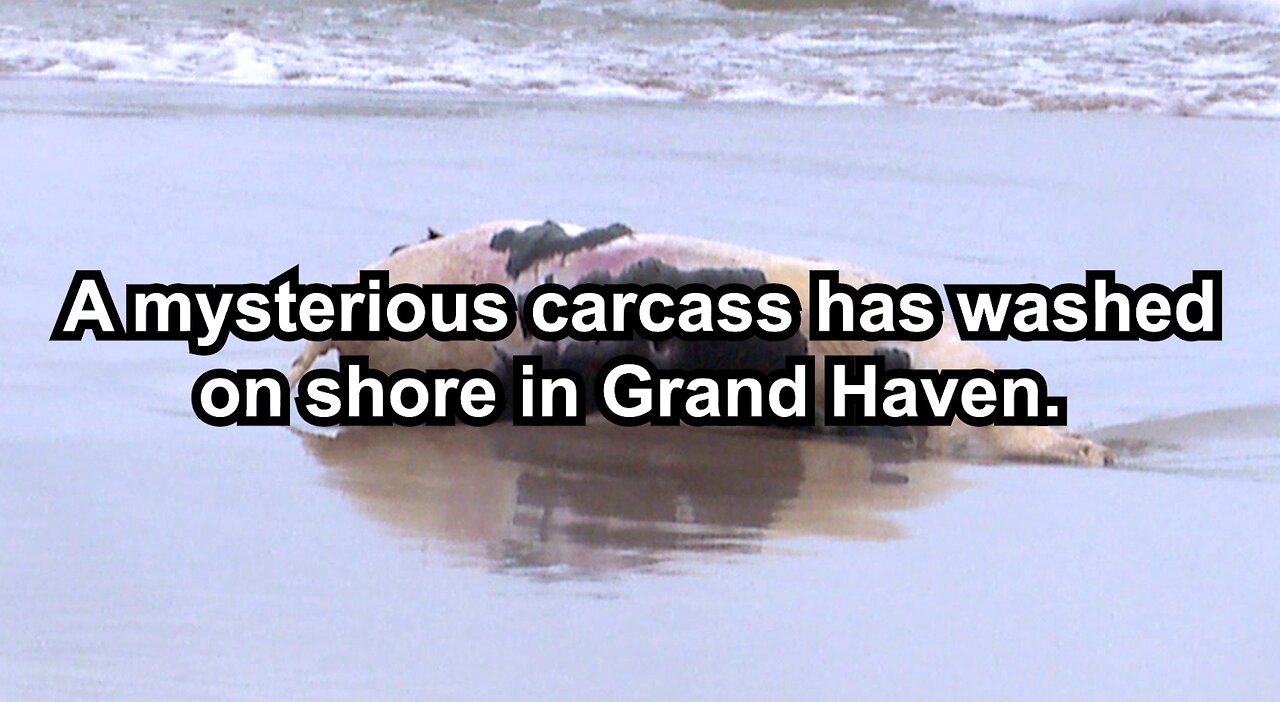 A mysterious carcass has washed on shore in Grand Haven.