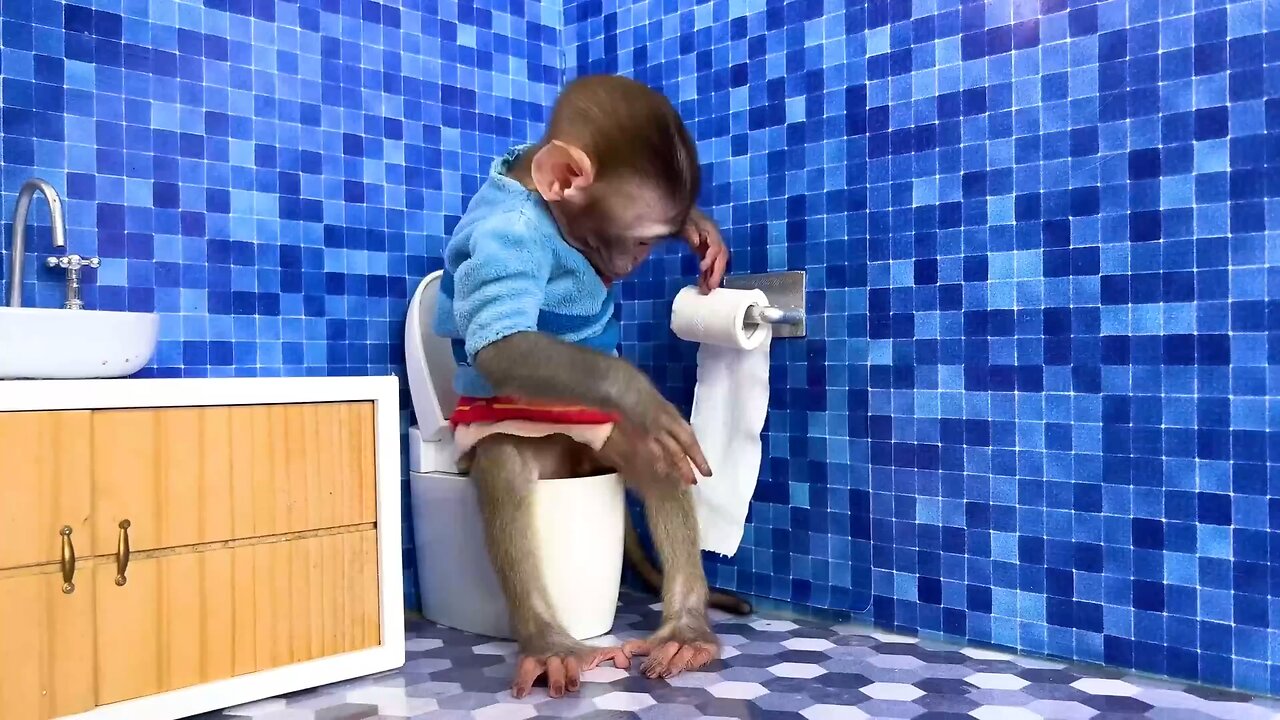 monkey baby in toilet and play with dunkings in swimming pool