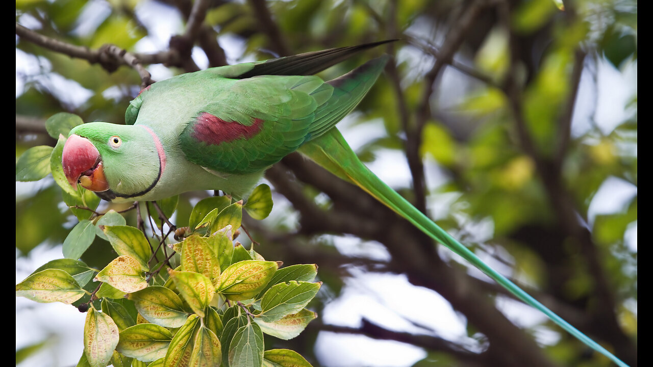 Ringneck Parrots Compilation | Rare Video