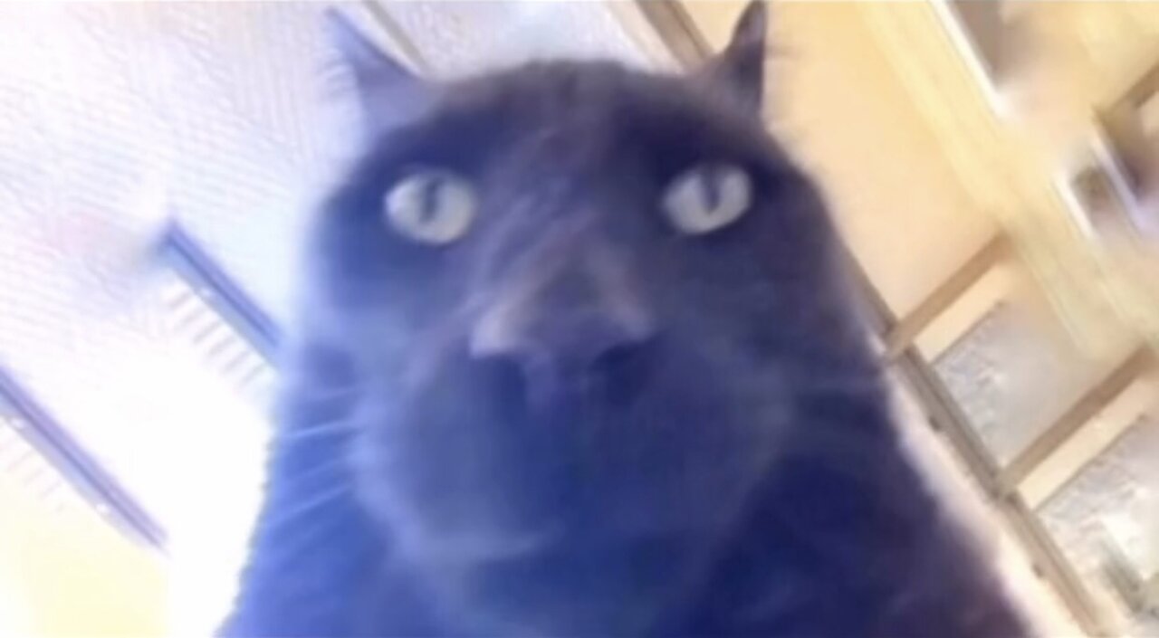Baby cats funny cats baby cute cats cute