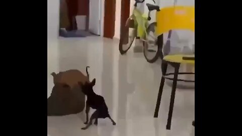 Funny Chihuahuas, Practicing for the "fight"