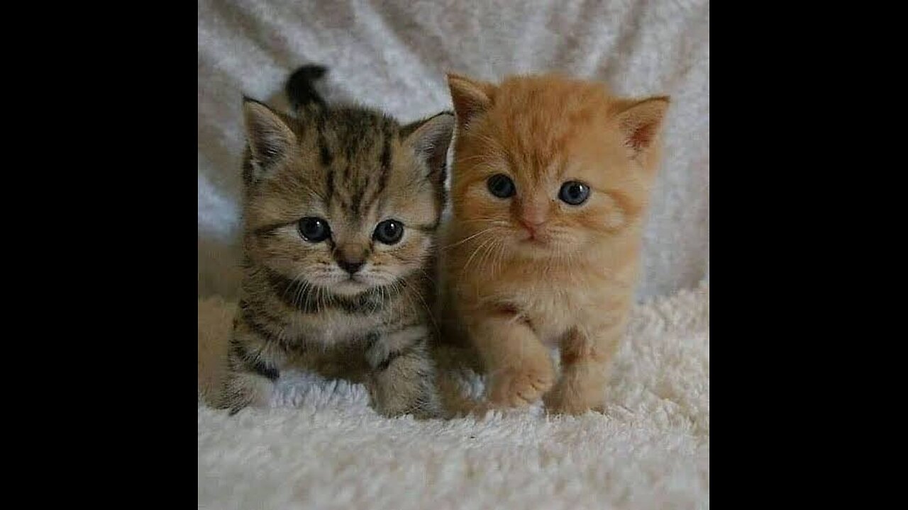 Cute cats