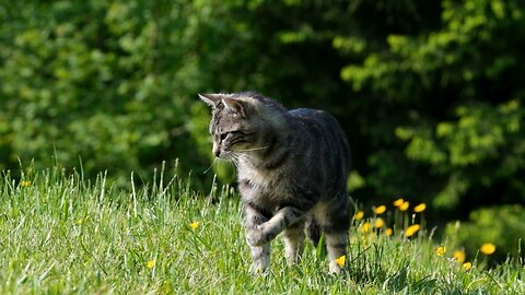 A beautiful cat in relaxing mode