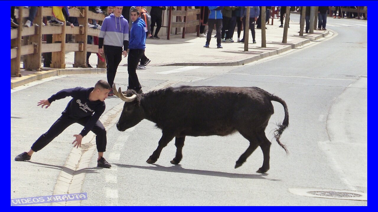 VALTIERRA ( NAVARRA ) MATINAL VACAS CALLE ( SABADO 15 ABRIL 2023 ) GANAD.SANTOS ZAPATERIA