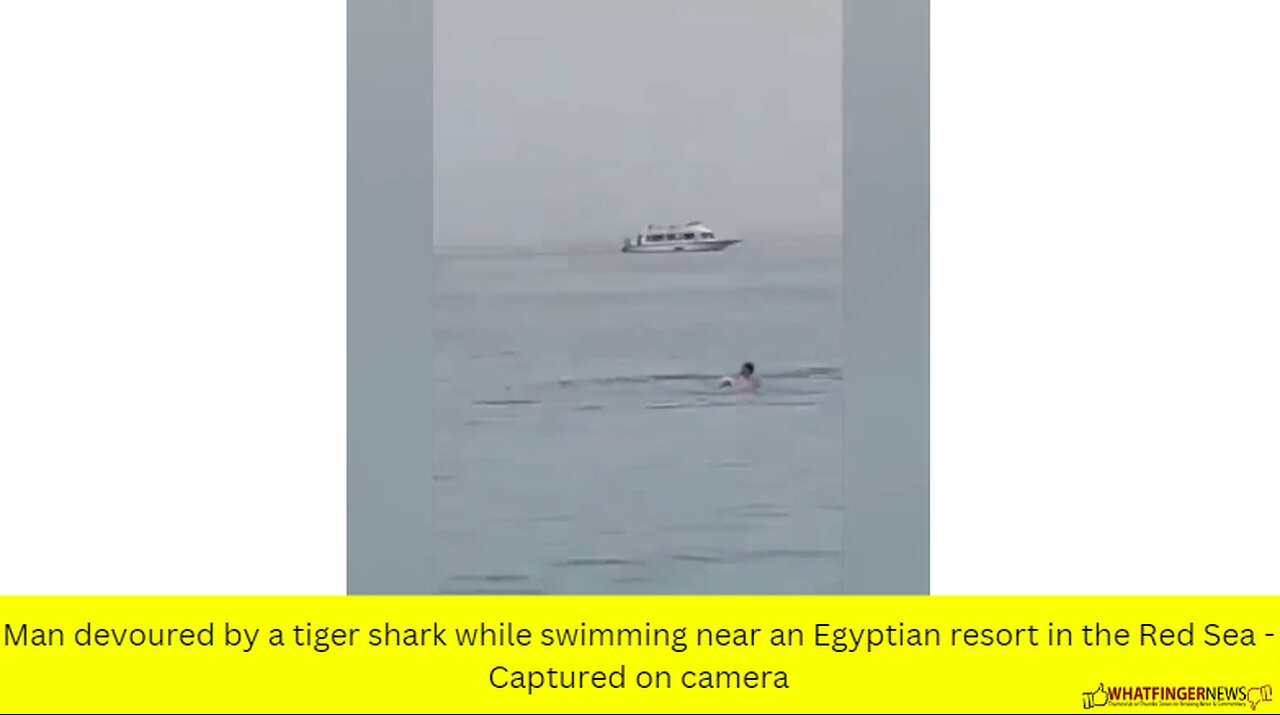 Man devoured by a tiger shark while swimming near an Egyptian resort in the Red Sea - Captured