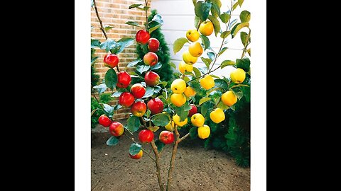 Very Testing & Delicious Fruits😋🍊🍒