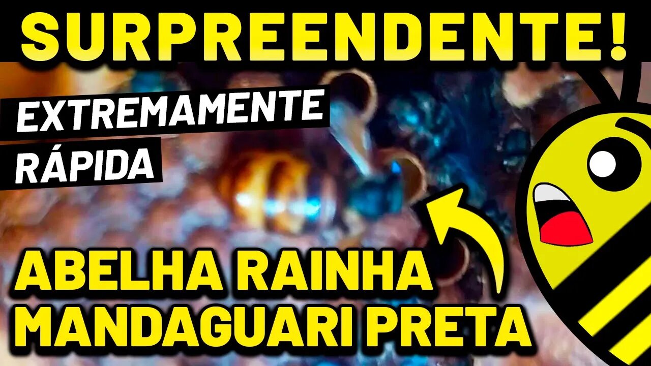 INCRÍVEL a rainha abelha Mandaguari preta, rápida realizando posturas, uma maravilha do mundo animal