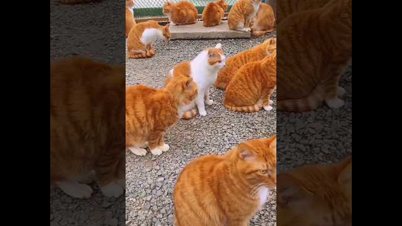 Funny animals 2023😆- Funny cats and dogs videos 🐈🐕