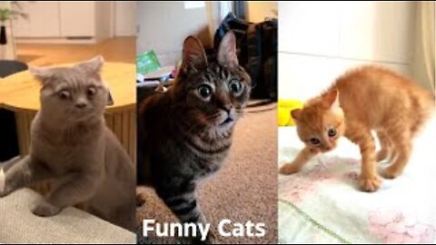 Funny Cats And Dogs Videos #3