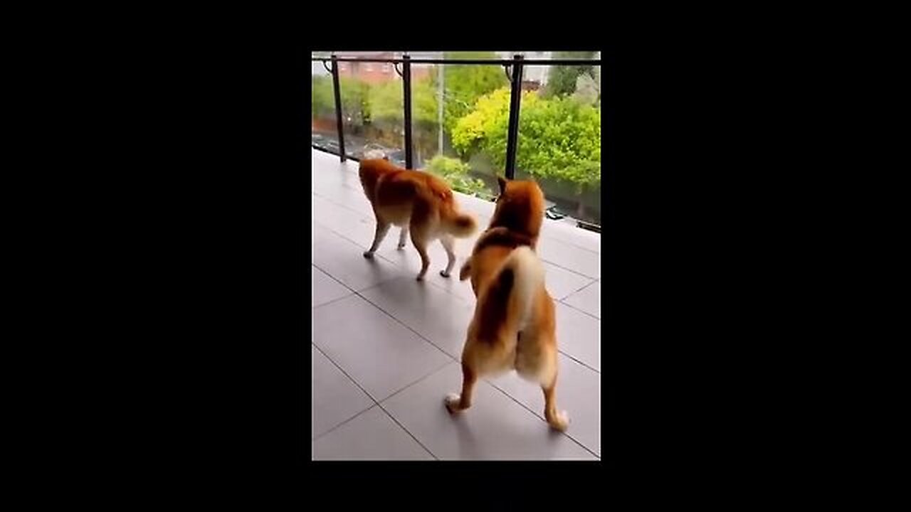 Funny animals 🤣😂🤣