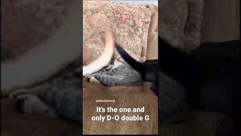 It's the one and only D-O double G #shorts