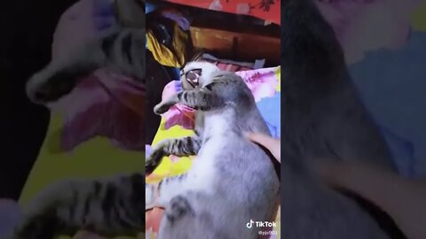 Funny & Cute Cats Compilation #tiktok #shorts 😻 #ytshorts #cute #cat #youtube #youtubeshorts