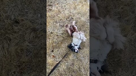 Dog Is Enjoys Himself In The Grass! 😁