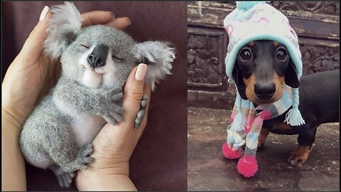 Cute baby animals Videos Compilation cute moment of the animals
