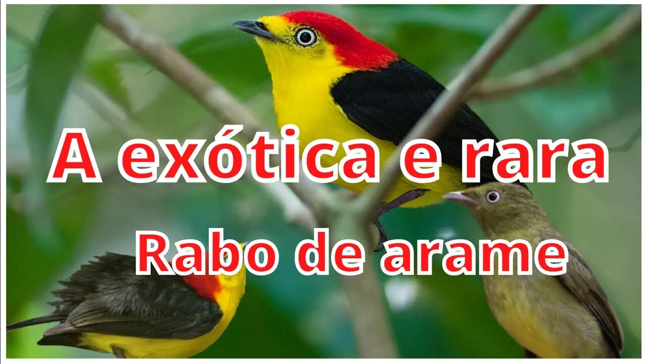 a exótica e rara - rabo de arame