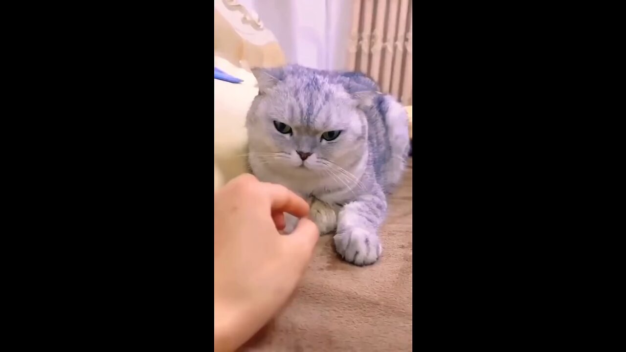 Cat and mouse love