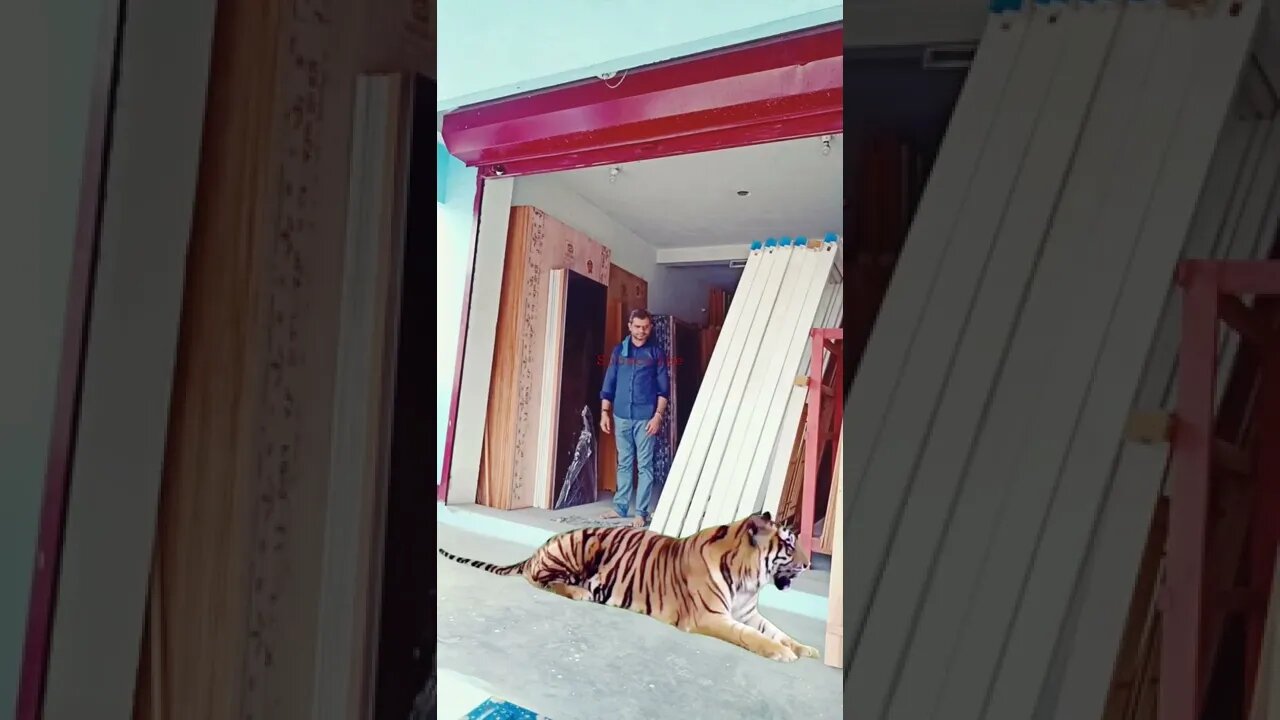 Creative Work Watch Tiger Sitting Front Of Office When Someone Exit From Place 🙂😍🙂