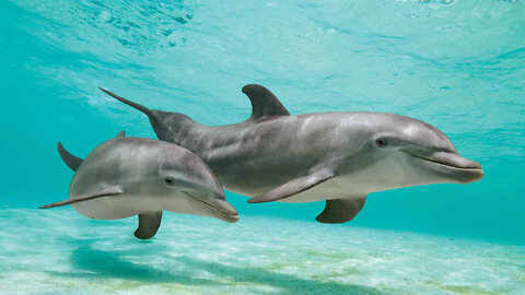 Dolphin Expresses Emotion Through Sound | BBC Earth