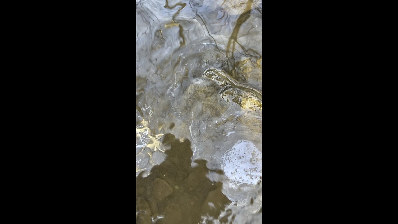 East Palestine Creek a month after Derailment