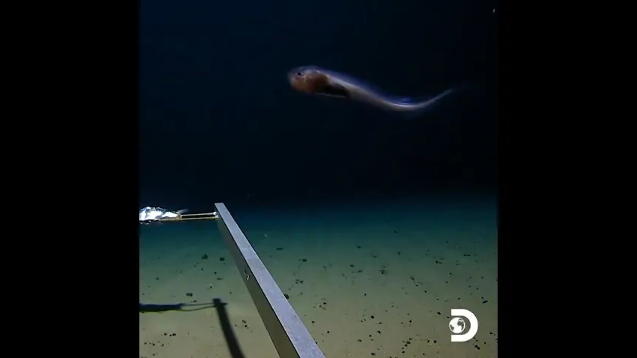 Bottom of Mariana Trench