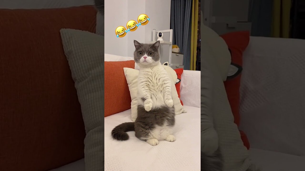 Wow! a selection of funny videos with cute cats 🐱💘