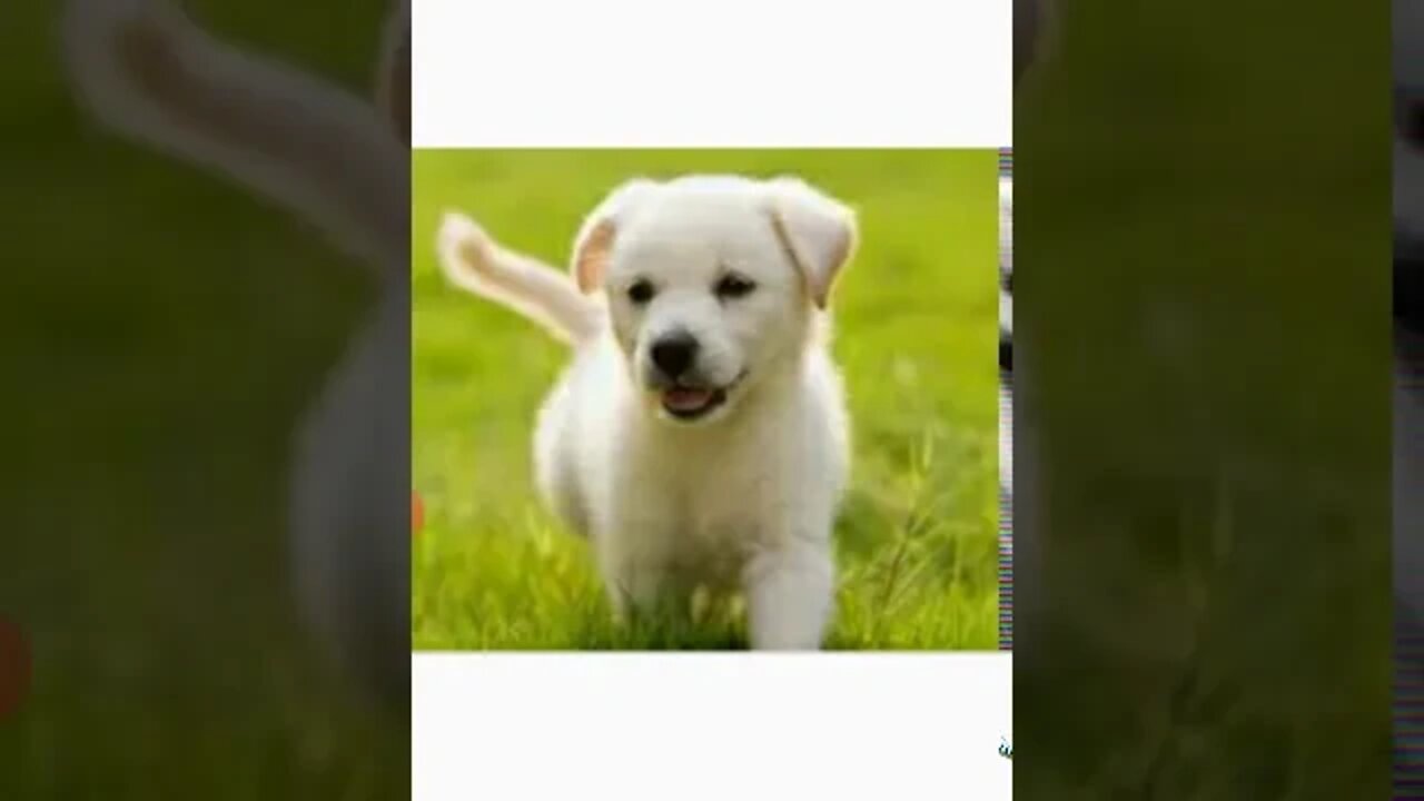 PG English animals and their babies