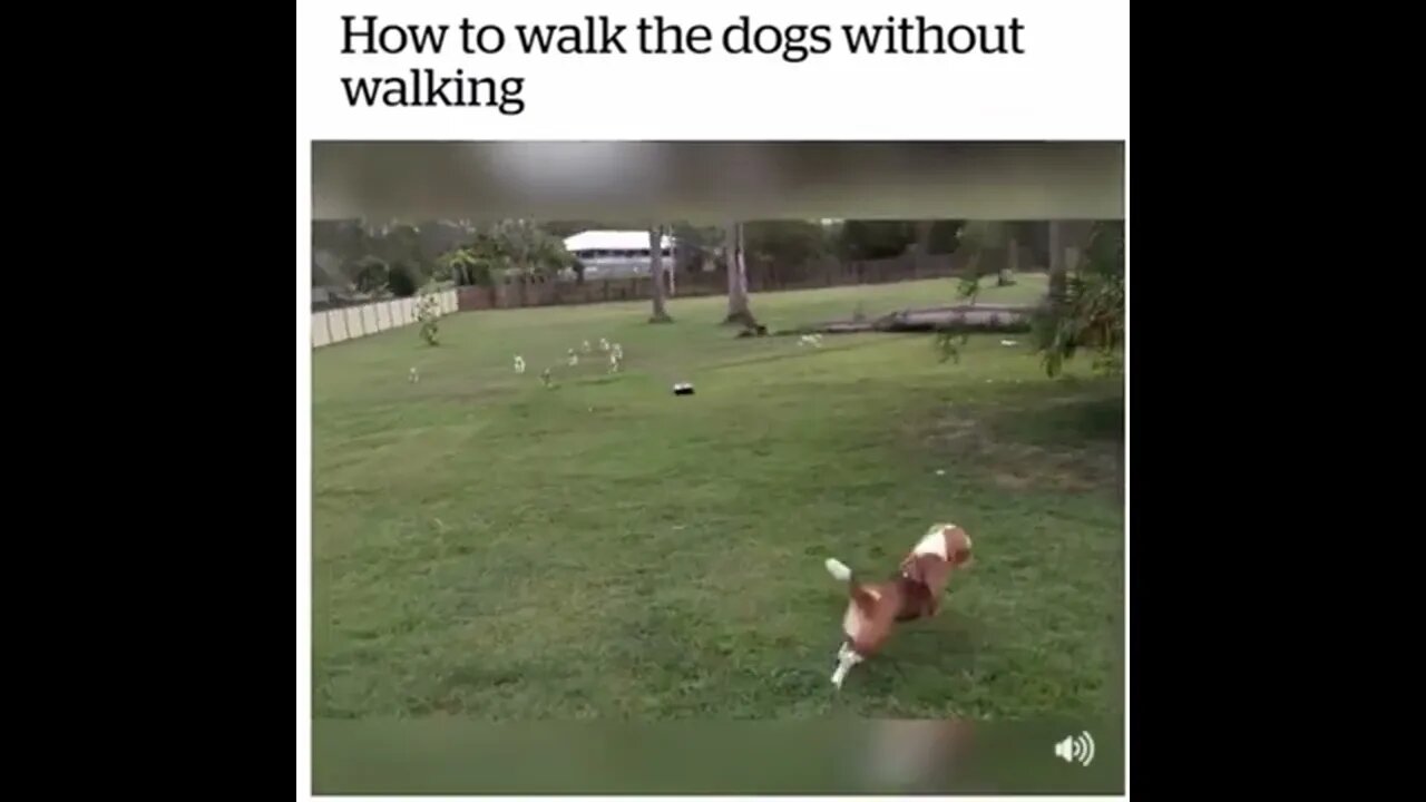 How To Walk The Dogs Without Walking