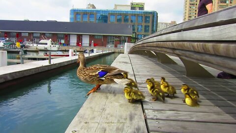 Duck Drop on Queens Quay Toronto May 4th 2022