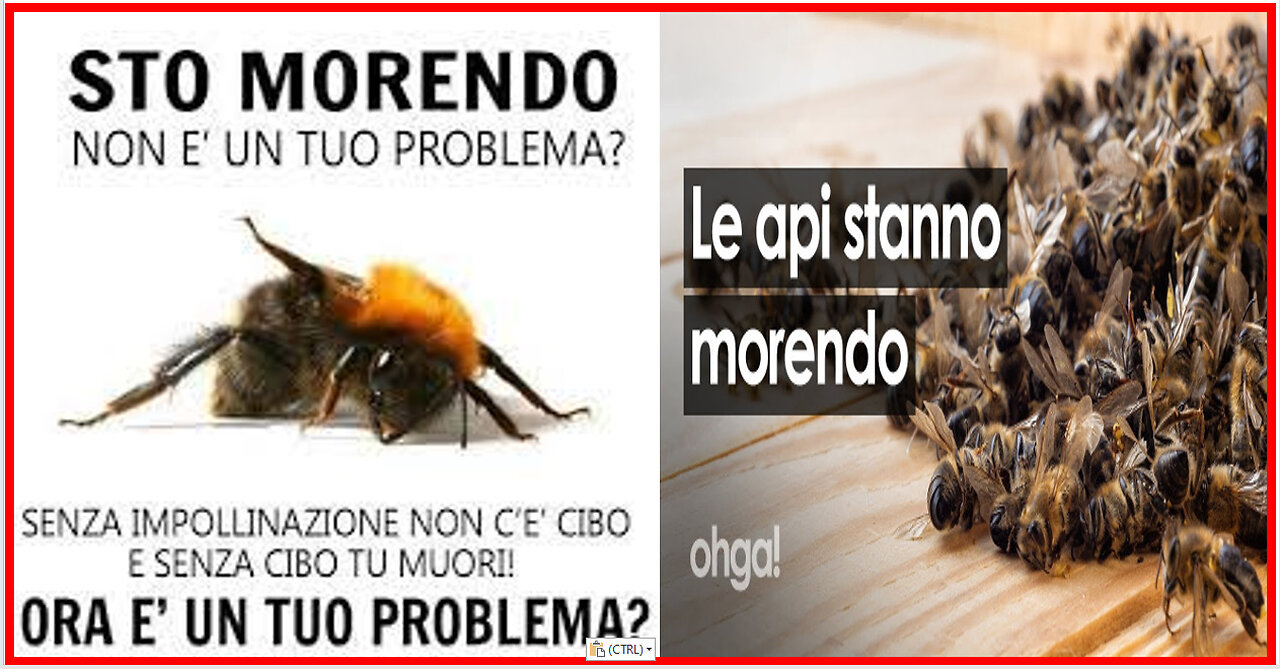 🐝 LE API STANNO MORENDO🐝... ORA E' UN TUO PROBLEMA!🐝