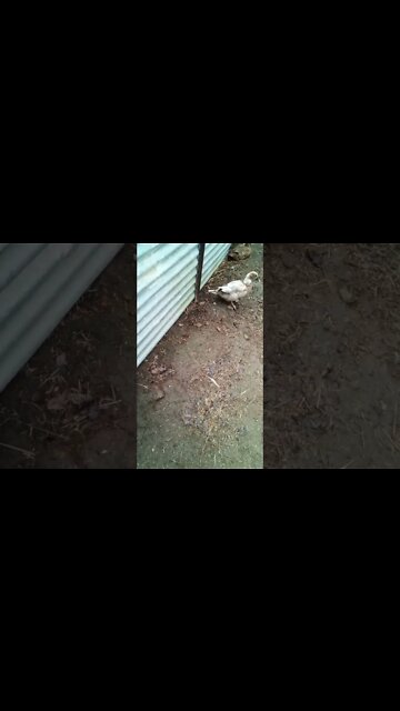 Duck wants to go in the garden area