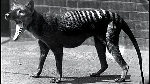 Last Tasmanian Tiger Footage Finally Colourised