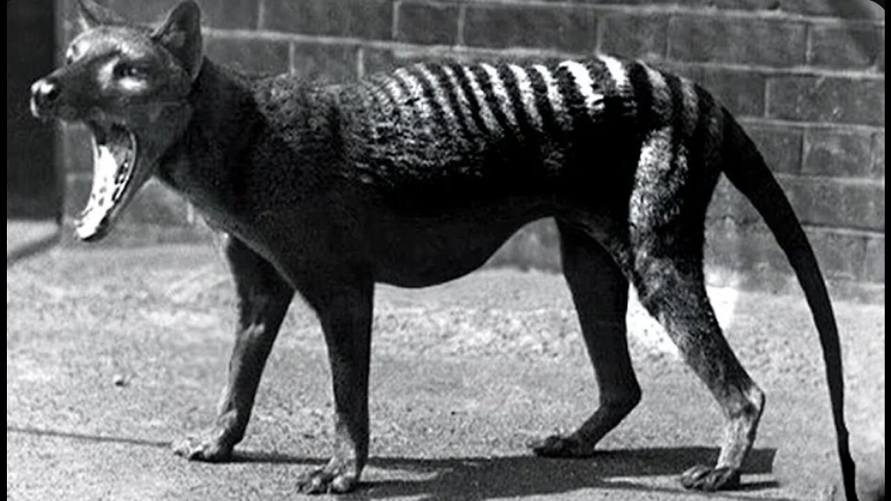 Last Tasmanian Tiger Footage Finally Colourised