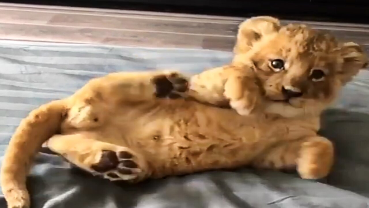 Baby Lion Playtime Extravaganza: Unforgettable Fun and Cuddles😳