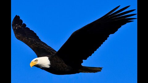 The Eagle Attacks
