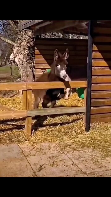 Funny Donkey 😂🤣 Funny Cats and Dogs Videos 🐶 Funny Animas Videos