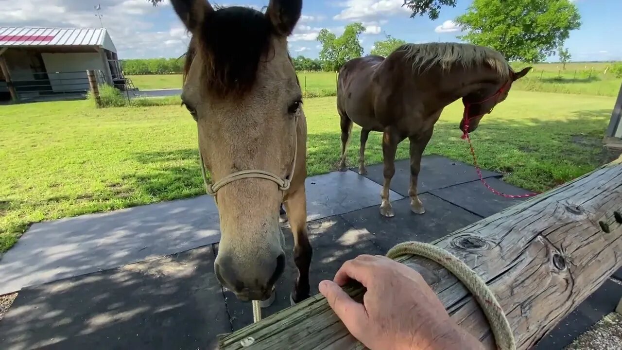 Not Paying Attention And A Horse Bit Me - My Fault Not The Horse's - Visit By A Cardinal