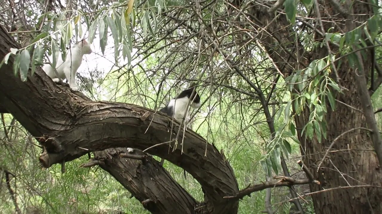 Our Cats #9: Cats Playing on Russian Olive Tree (Part 2)