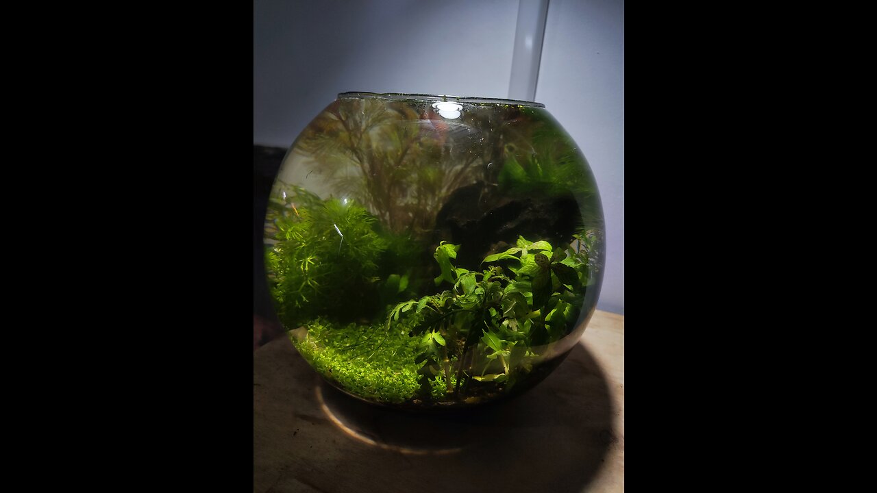 Fish tank in a bowl