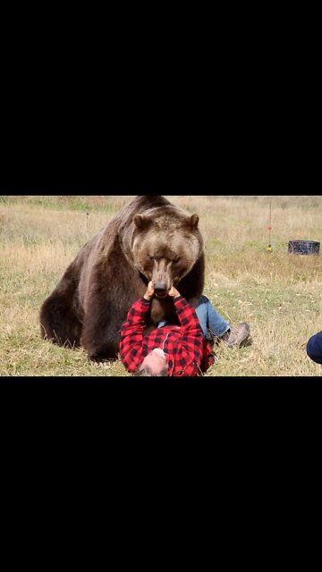 I survived a bear attack