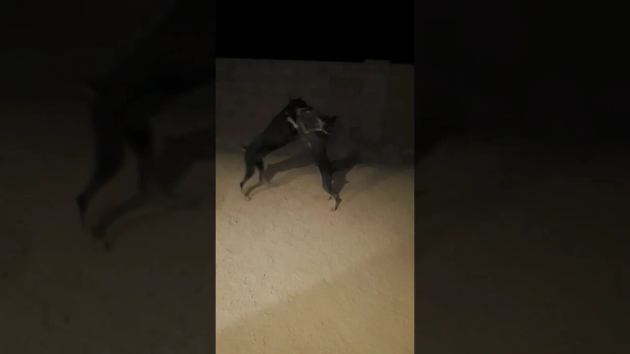 She Ain't Backing Down! ❤️🐕 #dobermanpinscher #dobermanpuppy #doberman #wrestling #playing #dobie