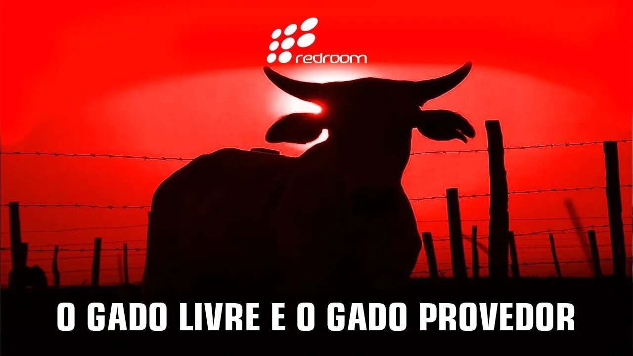 O GADO LIVRE E O GADO PROVEDOR (RACCOONING RACCOON)