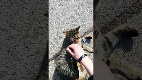 I met this ADORABLE 🐱