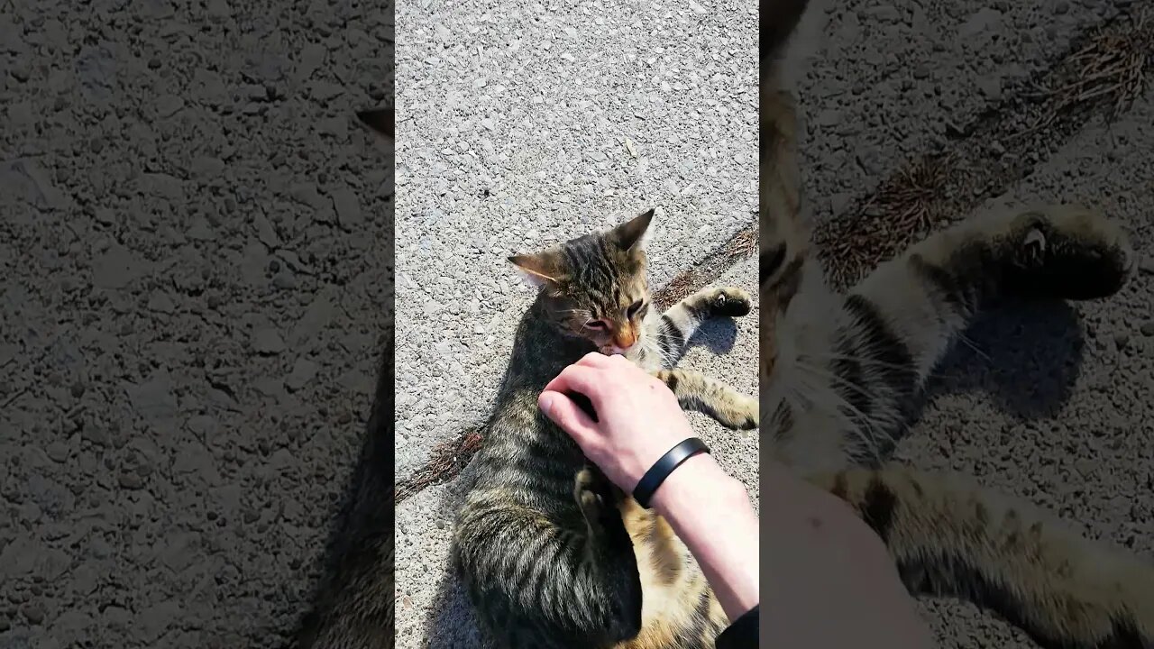 I met this ADORABLE 🐱